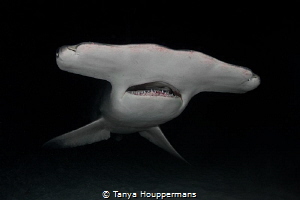 Alien Encounter
The Great Hammerhead shark is one of the... by Tanya Houppermans 